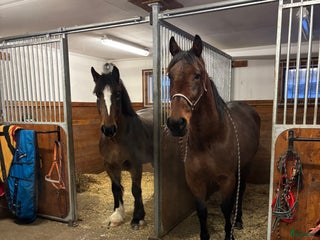 hästar Trevligt allround sto i Umeå - Annons 19