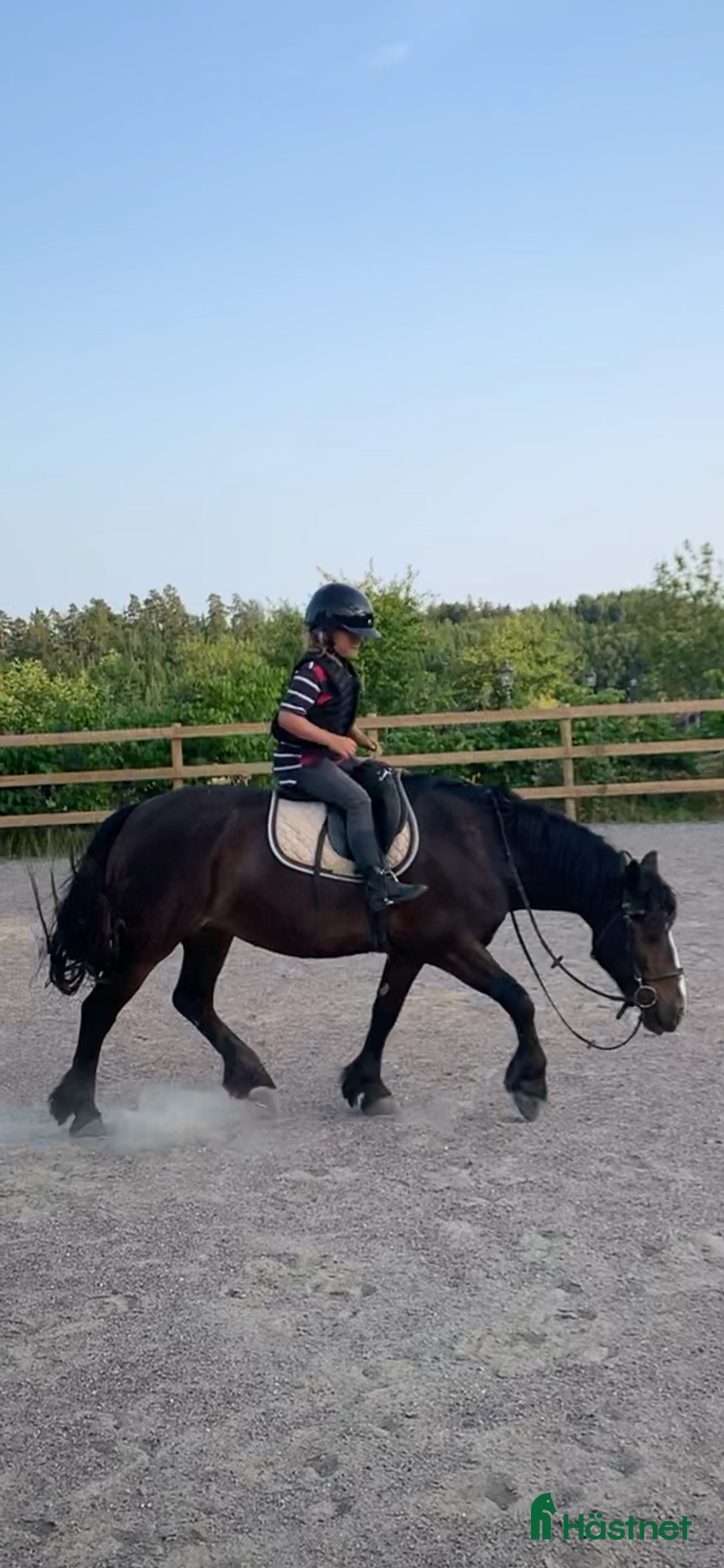 Övrigt hästar till salu: Maxad B-ponny som älskar arbete - och frihet i Vallentuna - Annons 9