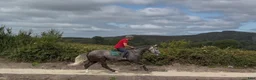 Allround hästar till salu: Irish Draught gelding 168cm - Annons 14