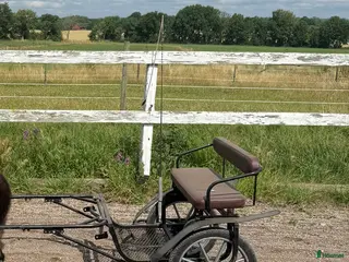 Körvagnar körning till salu: Rockard minishetland - Annons 6