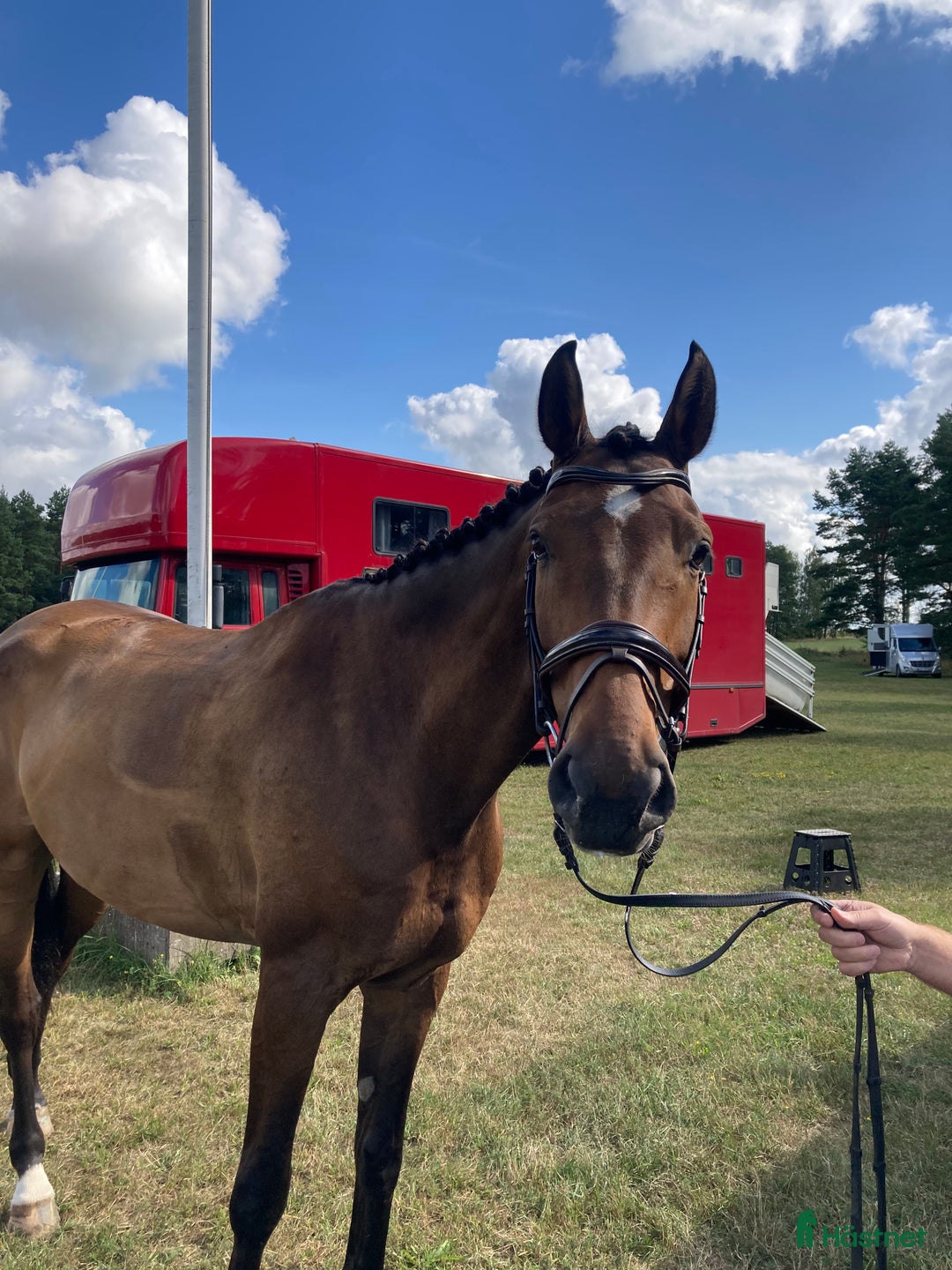 Dressyr hästar till salu: Elegant och vacker dansant i Löberöd - Annons 2