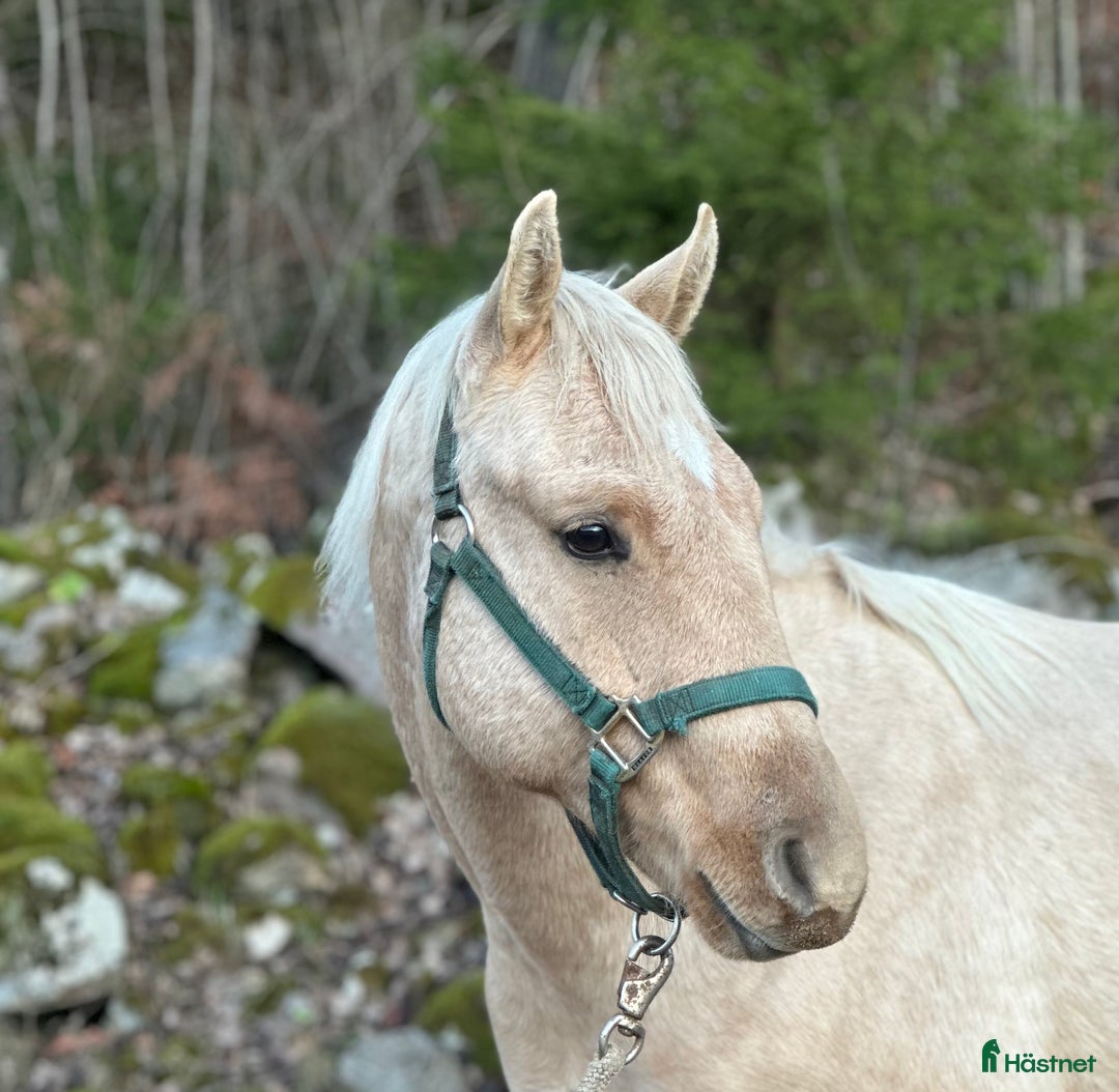 Western hästar till salu: Drömhästen  i Bredared - Annons 2
