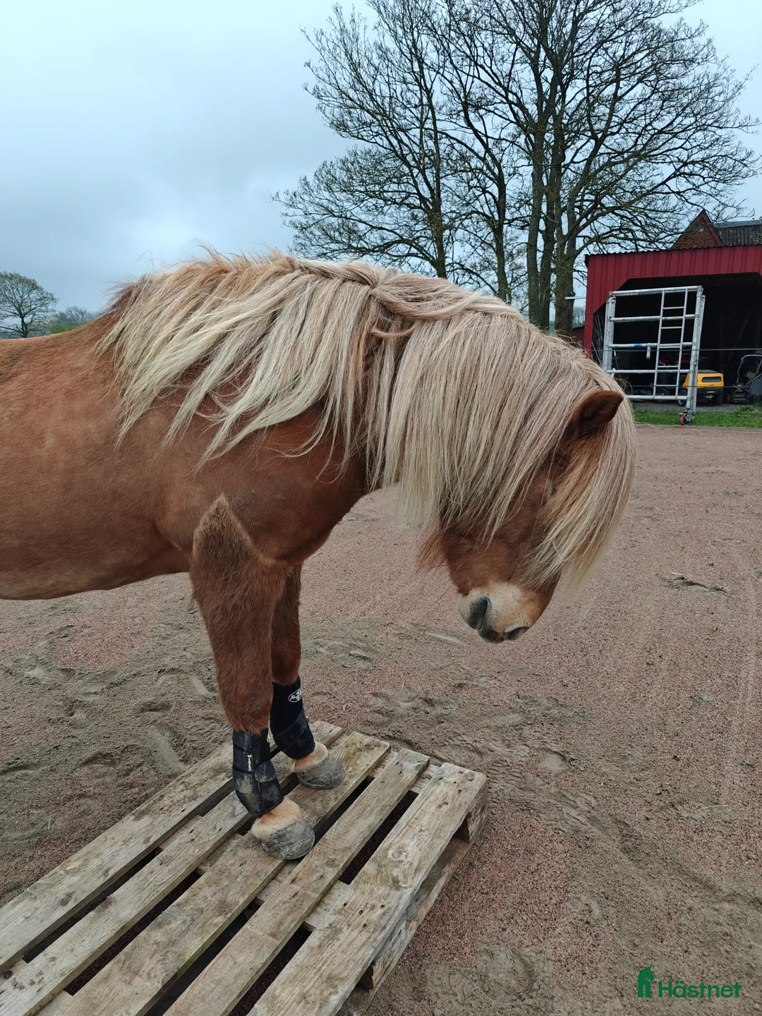 Island hästar sökes: Finnes sällskaps häst med fång historik. Byte?  - Annons 2