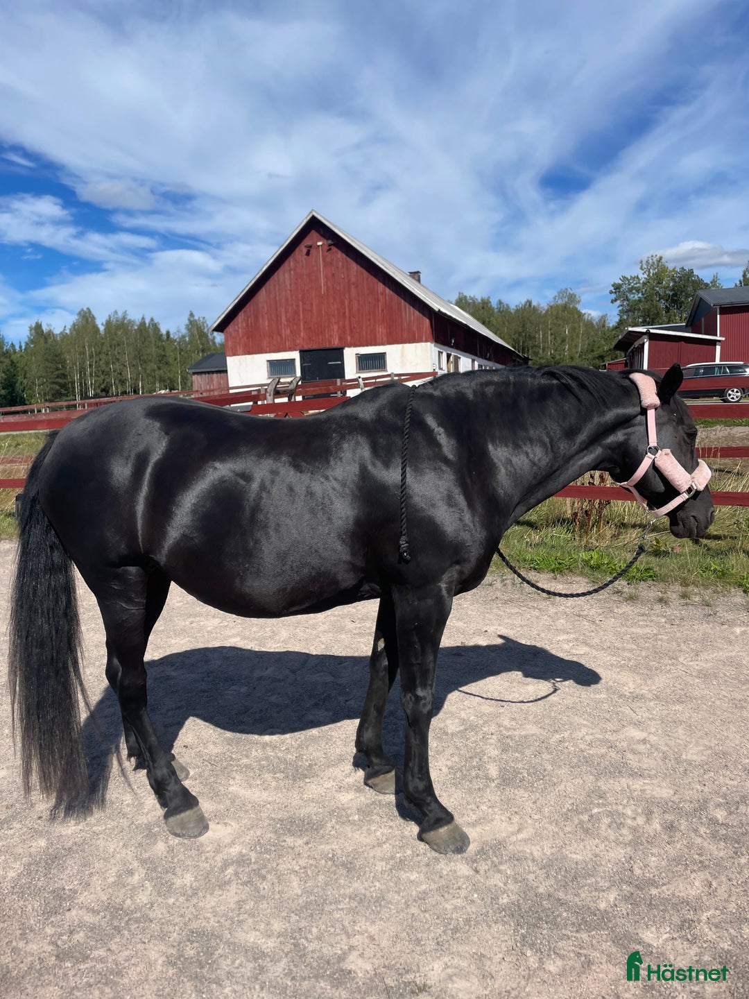 Allround hästar till salu: Fantastisk snällt sto till salu i Brålanda - Annons 4