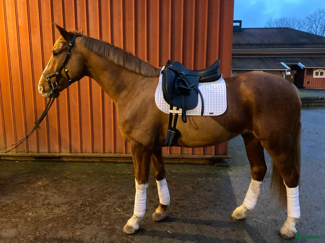 Allround hästar till salu: Vänlig allroundvalack i Göteborg - Annons 2