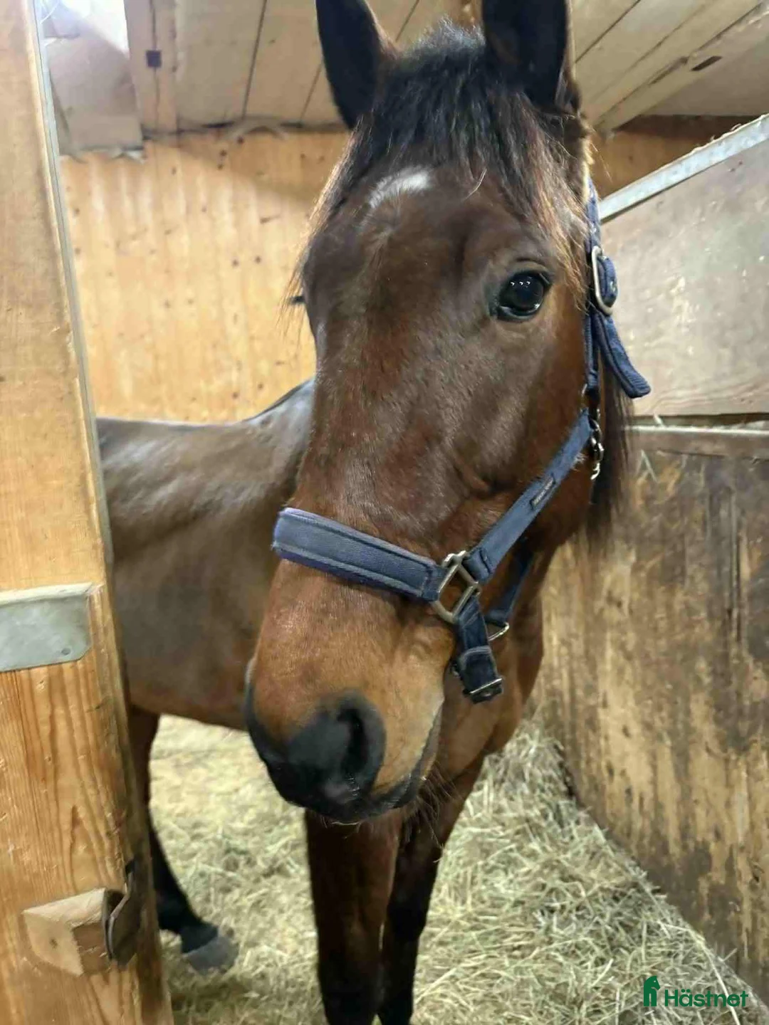 Allround hästar till salu: Ajlexes Abraxas i Falun - Annons 1