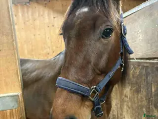 hästar Ajlexes Abraxas i Falun - Annons 2