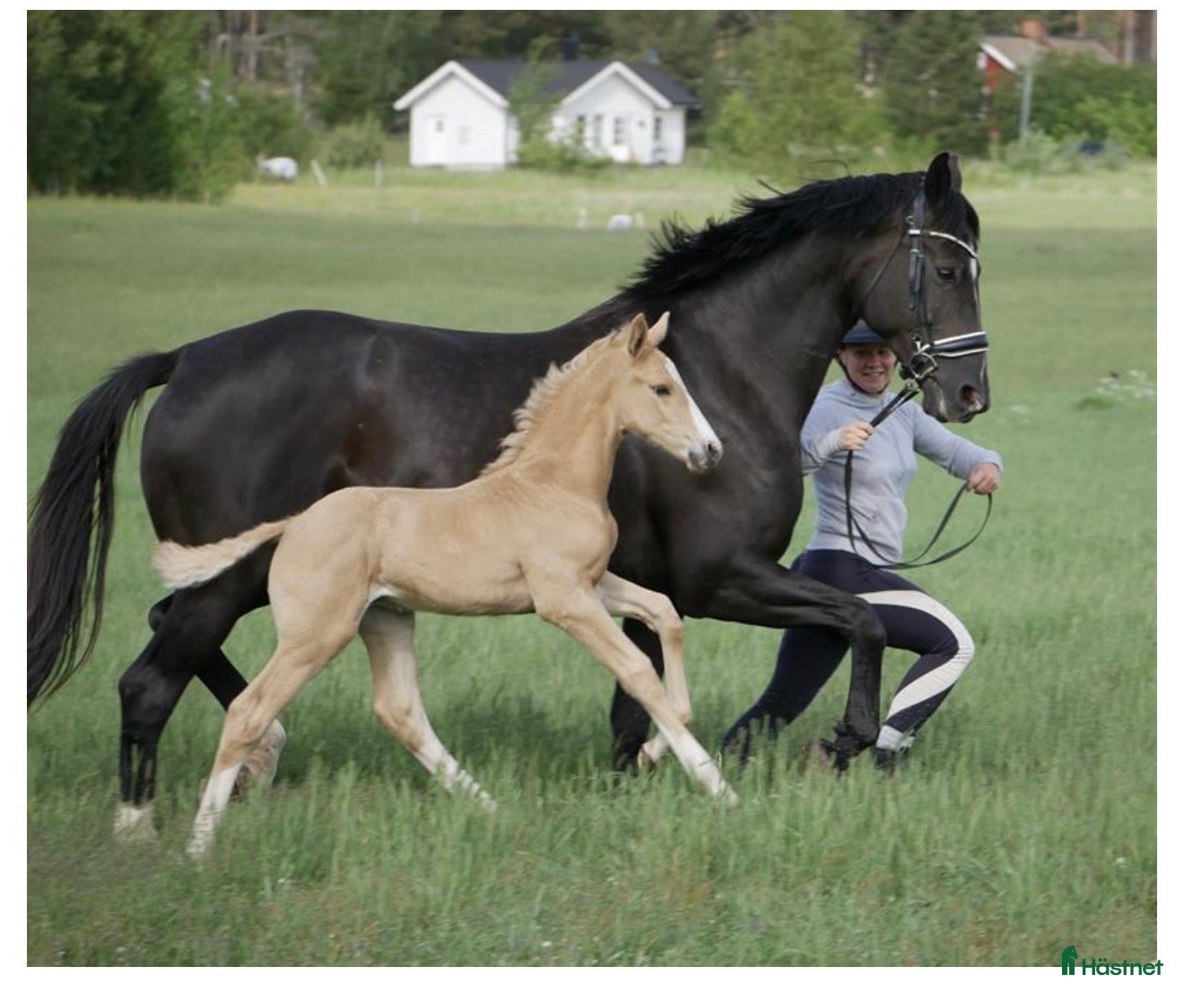  hästar Högklassigt avelssto - Annons 14