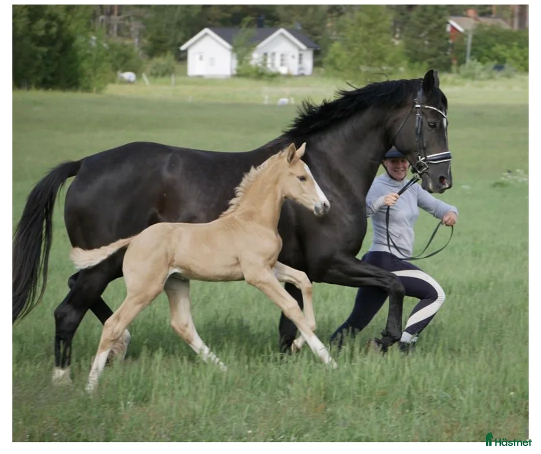 Avelshästar hästar till salu: Högklassigt avelssto - Annons 1