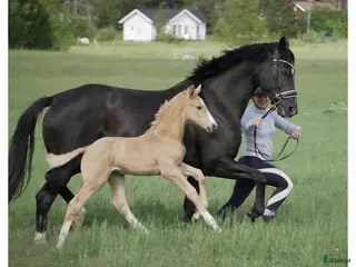 hästar Högklassigt avelssto - Annons 14