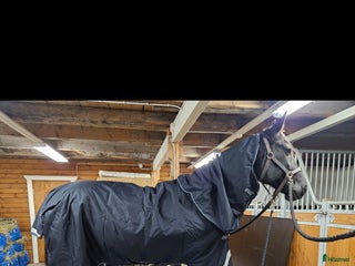 Täcken hästutrustning till salu i Forserum - Annons 8