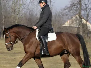 Allround hästar till salu: Positive dressage and driving Allrounder i Örsundsbro - Annons 1
