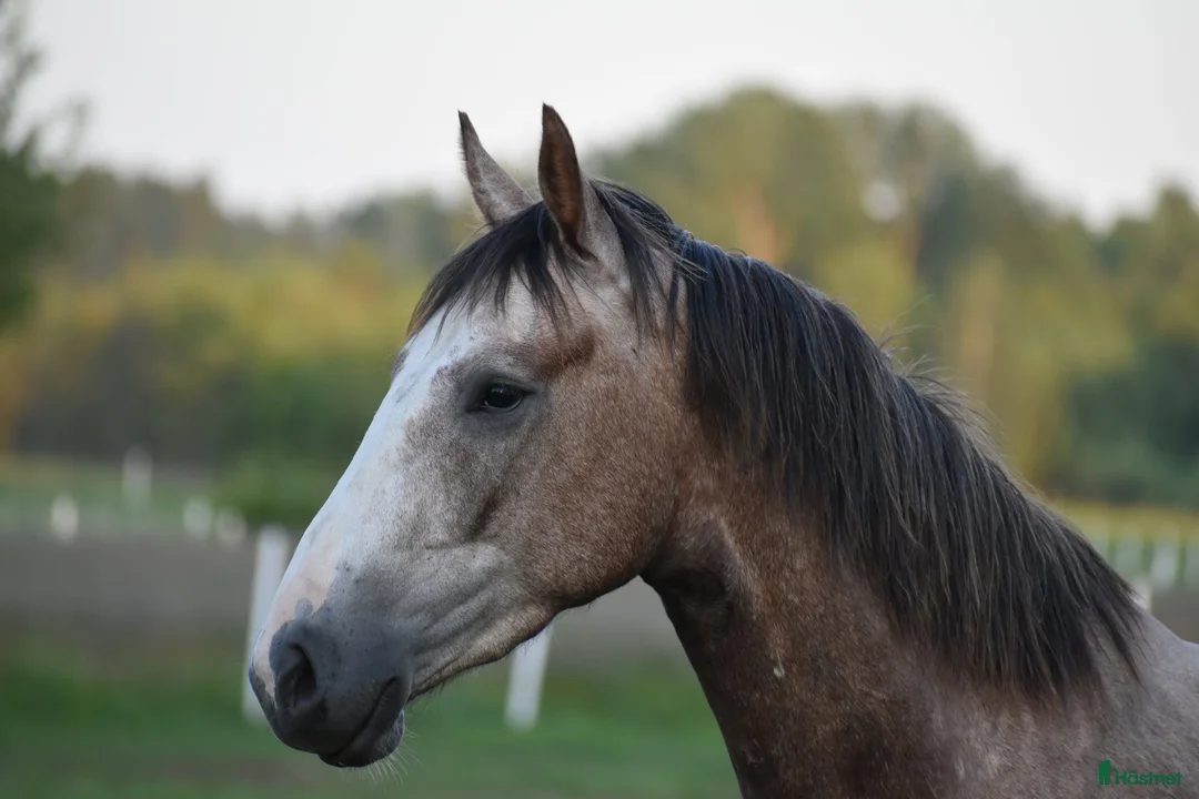 Hoppning hästar till salu: Trevlig välstammad valack! - Annons 1