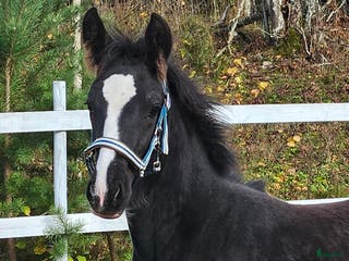 hästar Snällaste grabben irishcob/vbl - Annons 11