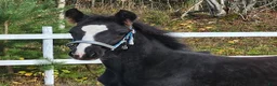 Allround hästar till salu: Snällaste grabben irishcob/vbl - Annons 2