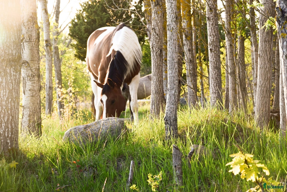  hästar Framtida Stjärna - Annons 8