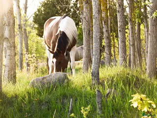 hästar Framtida Stjärna - Annons 8