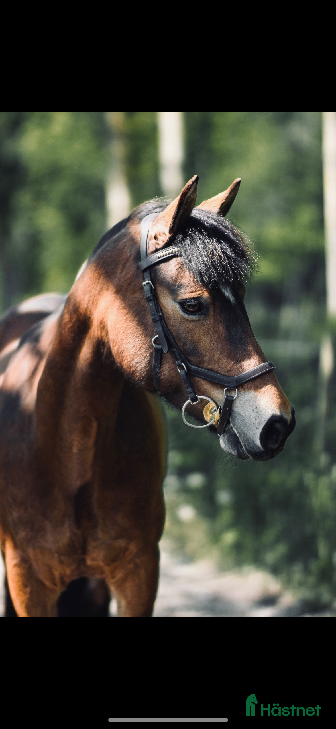  medryttarhäst finnes: Medryttare sökes till C ponnysto Inez i Grödinge - Annons 24