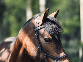 medryttarhäst finnes: Medryttare sökes till C ponnysto Inez i Grödinge - Annons 1