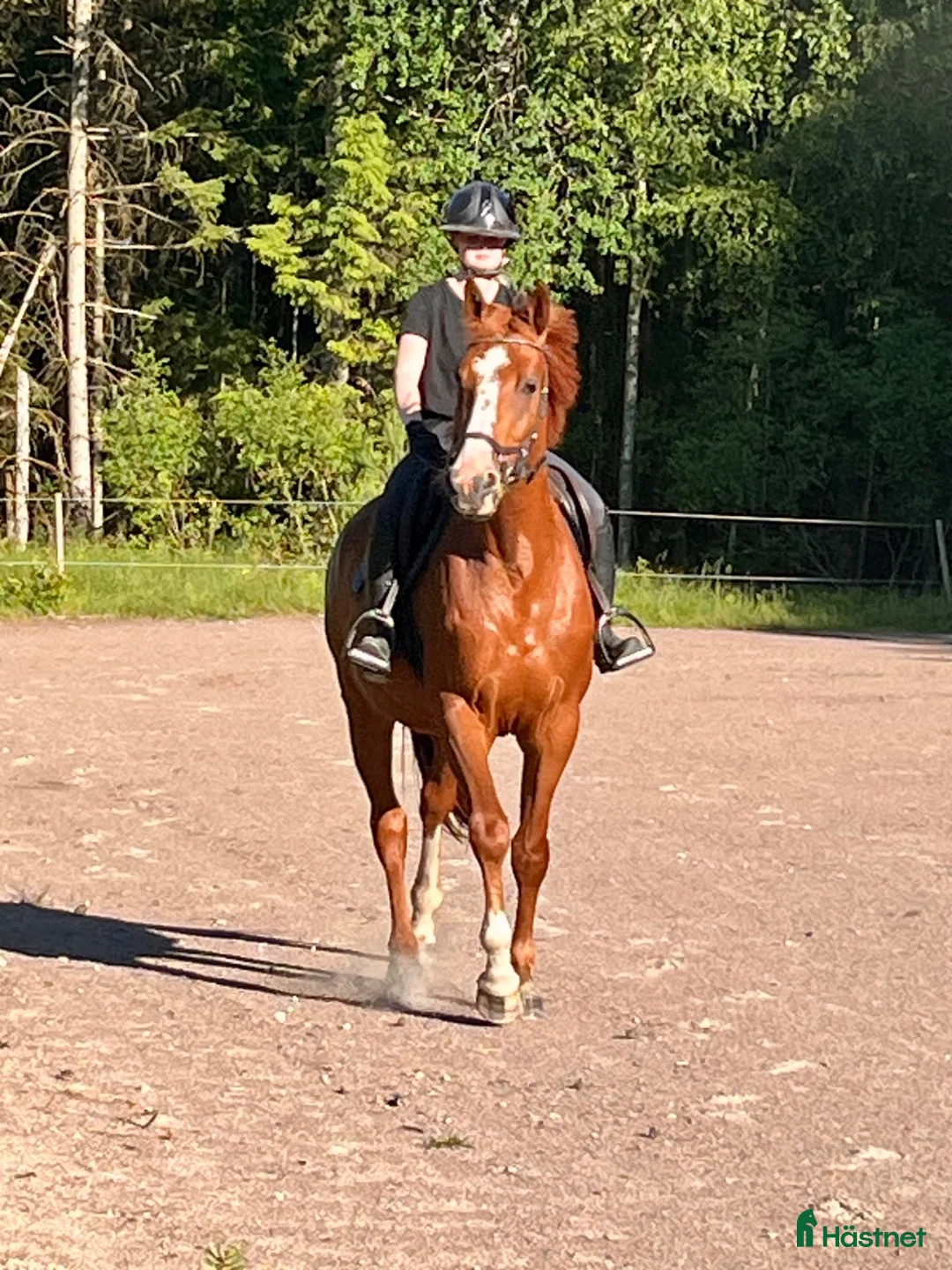 Hoppning hästar till salu: 4 årigt hoppsto - Annons 2