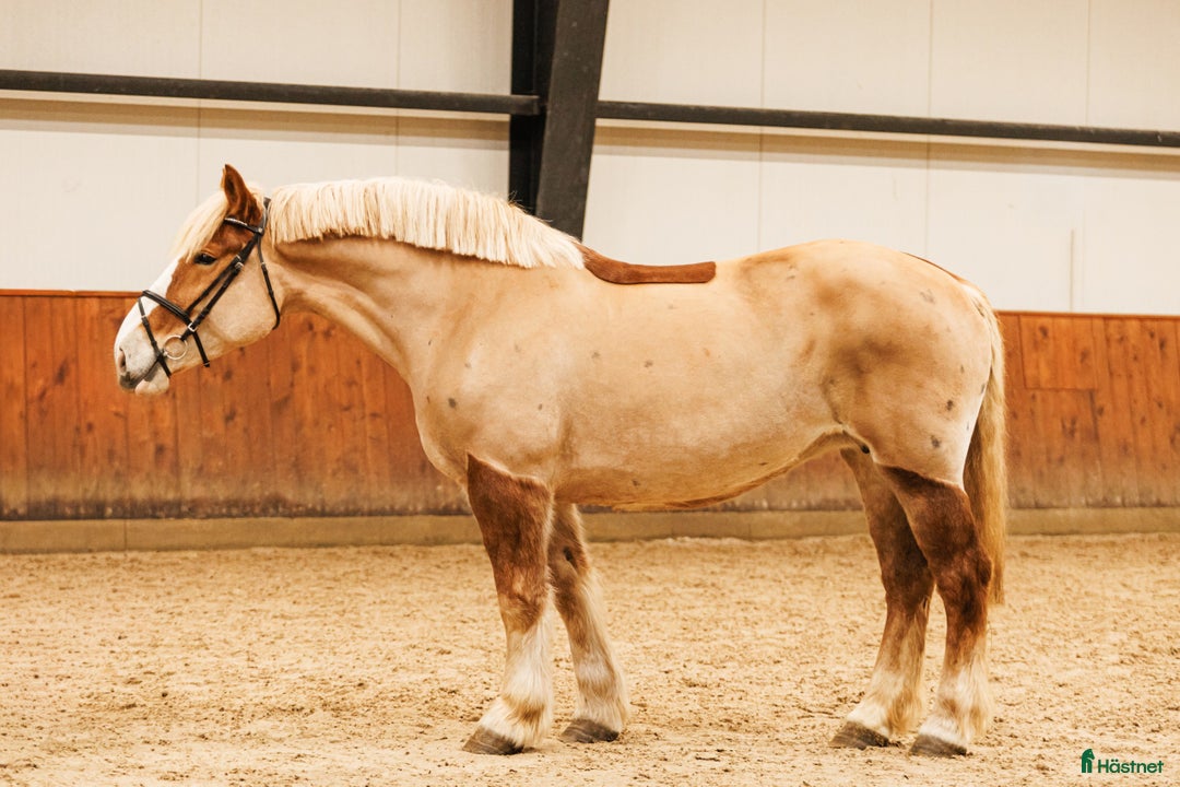 Allround hästar till salu: Sweet all around mare  i Ekerö - Annons 3