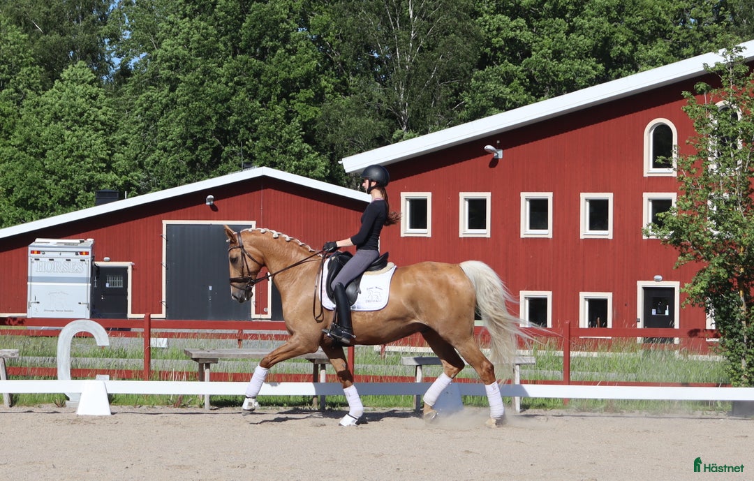  hästservice finnes: Plats för tränings- eller försäljningshäst - Annons 4