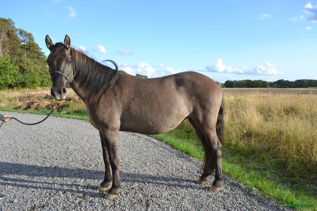 Allround hästar till salu: Härligt mustangsto - Annons 4