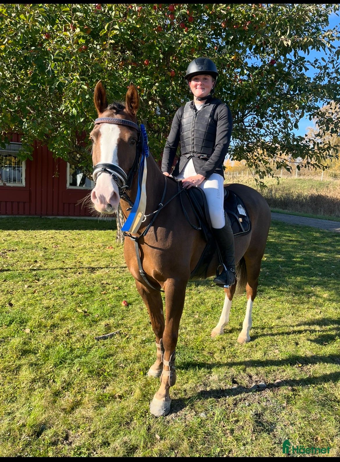  hästar Fantastisk C-ponny 🌟 i Västerfärnebo - Annons 1