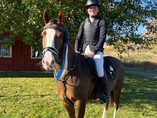 hästar Fantastisk C-ponny 🌟 i Västerfärnebo - Annons 14