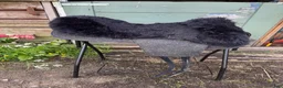 Sadlar hästutrustning till salu: Taur pad - Annons 1