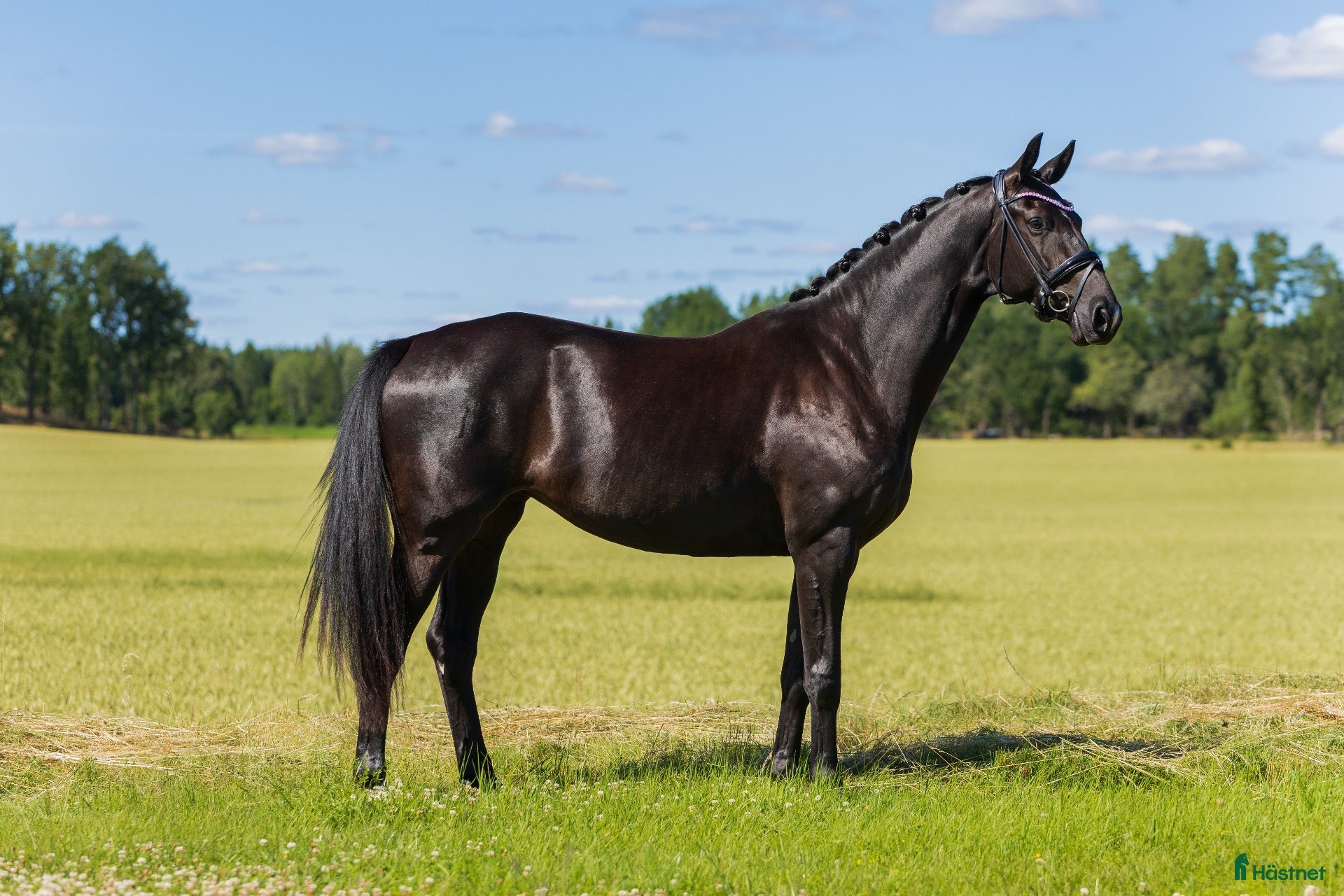  hästar Lovande 3-års sto - Annons 1
