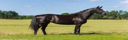 Dressyr hästar till salu: Lovande 3-års sto - Annons 1