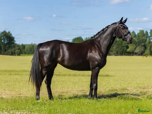 hästar till salu: Lovande 3-års sto - Annons 1