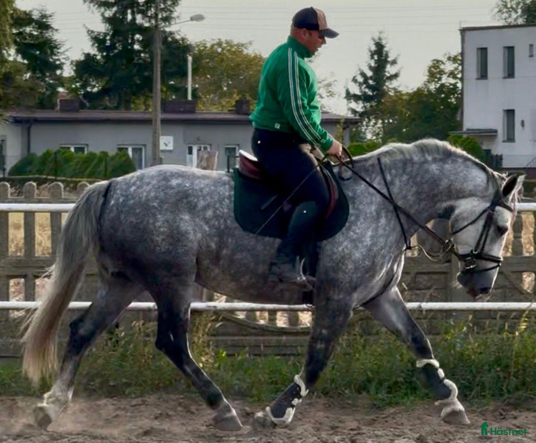 Allround hästar till salu: Bella–gorgeous 4-year-old mare for everyone i Stockholm - Annons 4