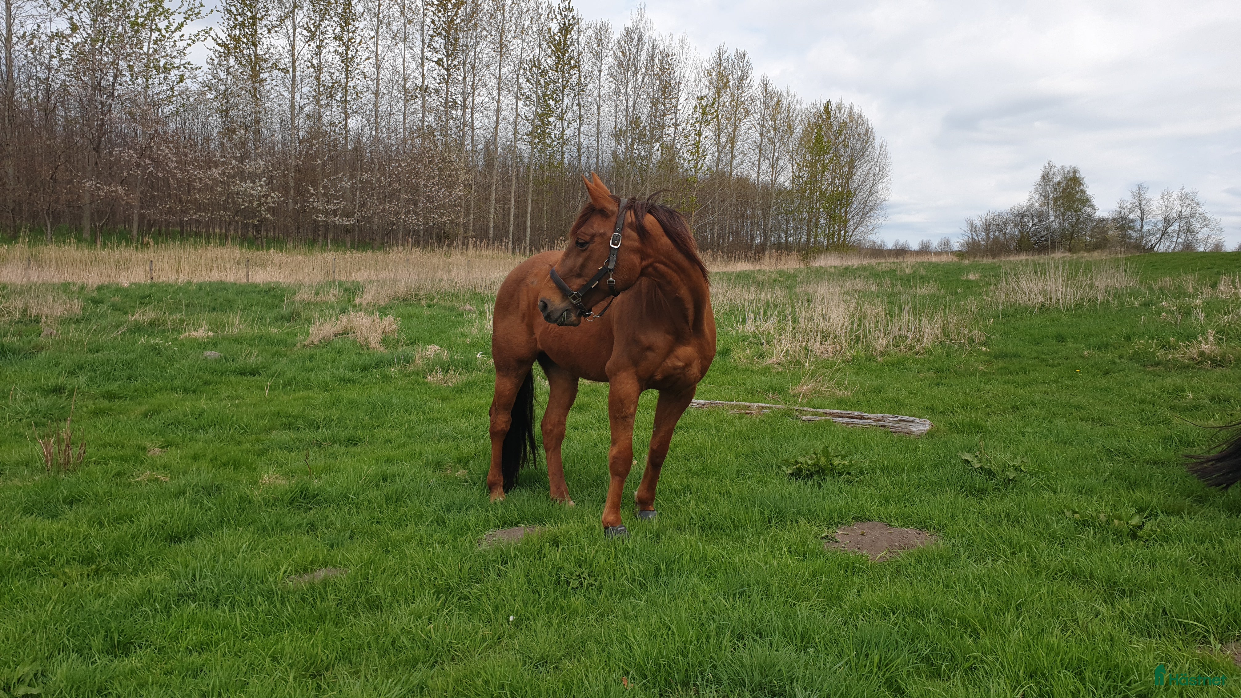  hästar Till salu alternativt lämnas ut på foder i Skurup - Annons 2