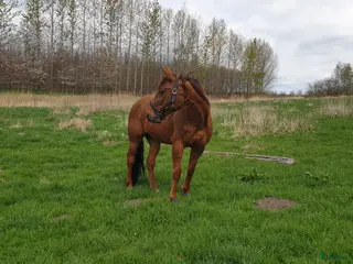 hästar Till salu alternativt lämnas ut på foder i Skurup - Annons 2