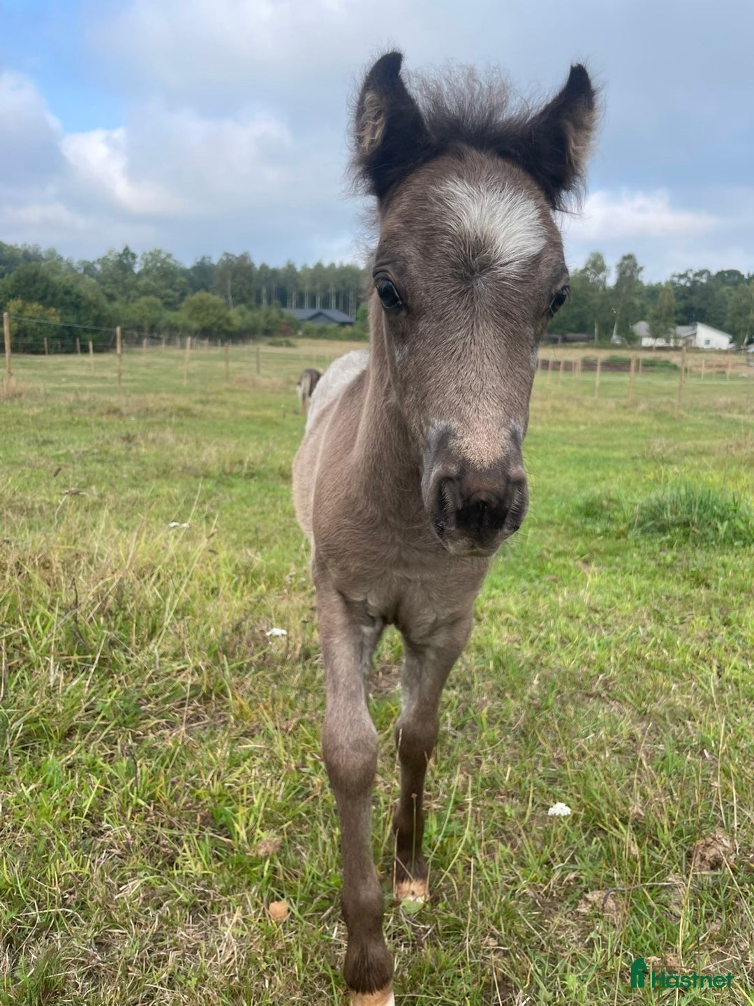 Övrigt hästar till salu: En liten sötsak  i Rydebäck - Annons 2
