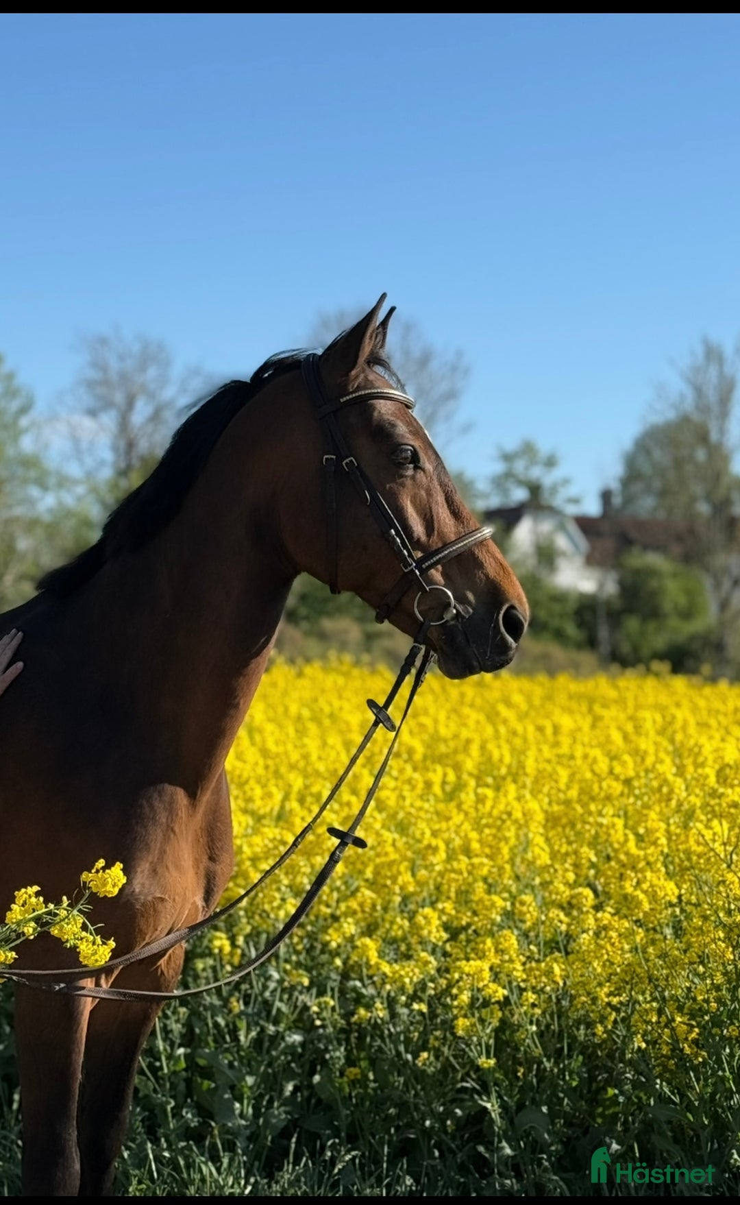 Sällskap hästar till salu: 🌟Bedårande sällskapshäst söker kärleksfullt hem🌟 i Söderköping - Bild 1