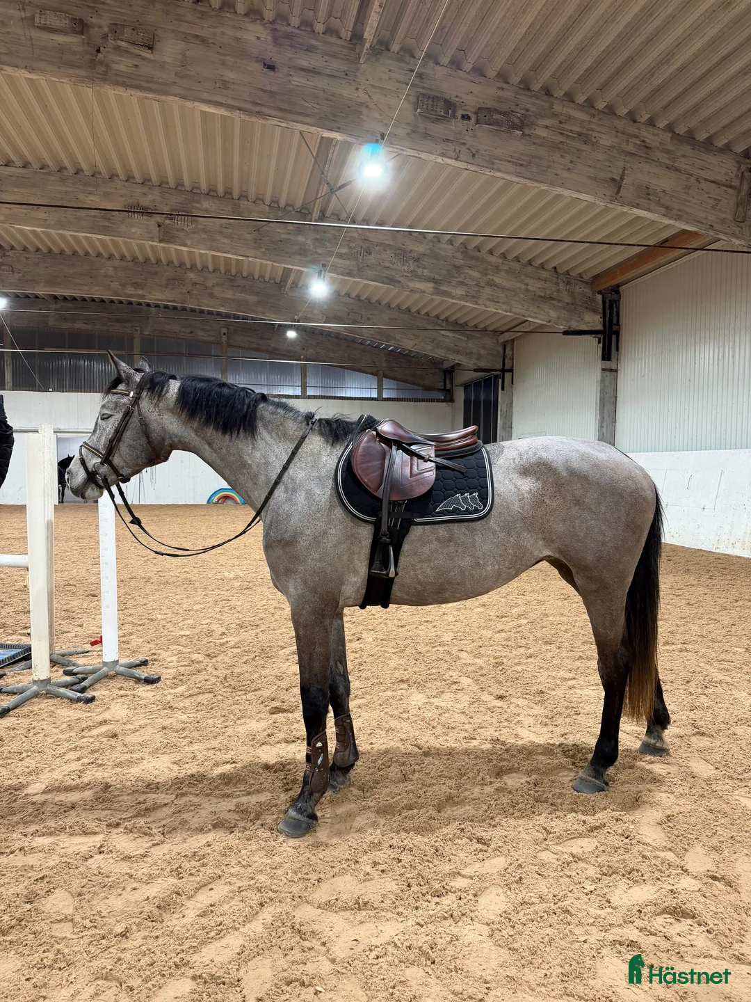 Hoppning hästar till salu: Lyxig hobbyhäst  i Karlstad - Annons 3