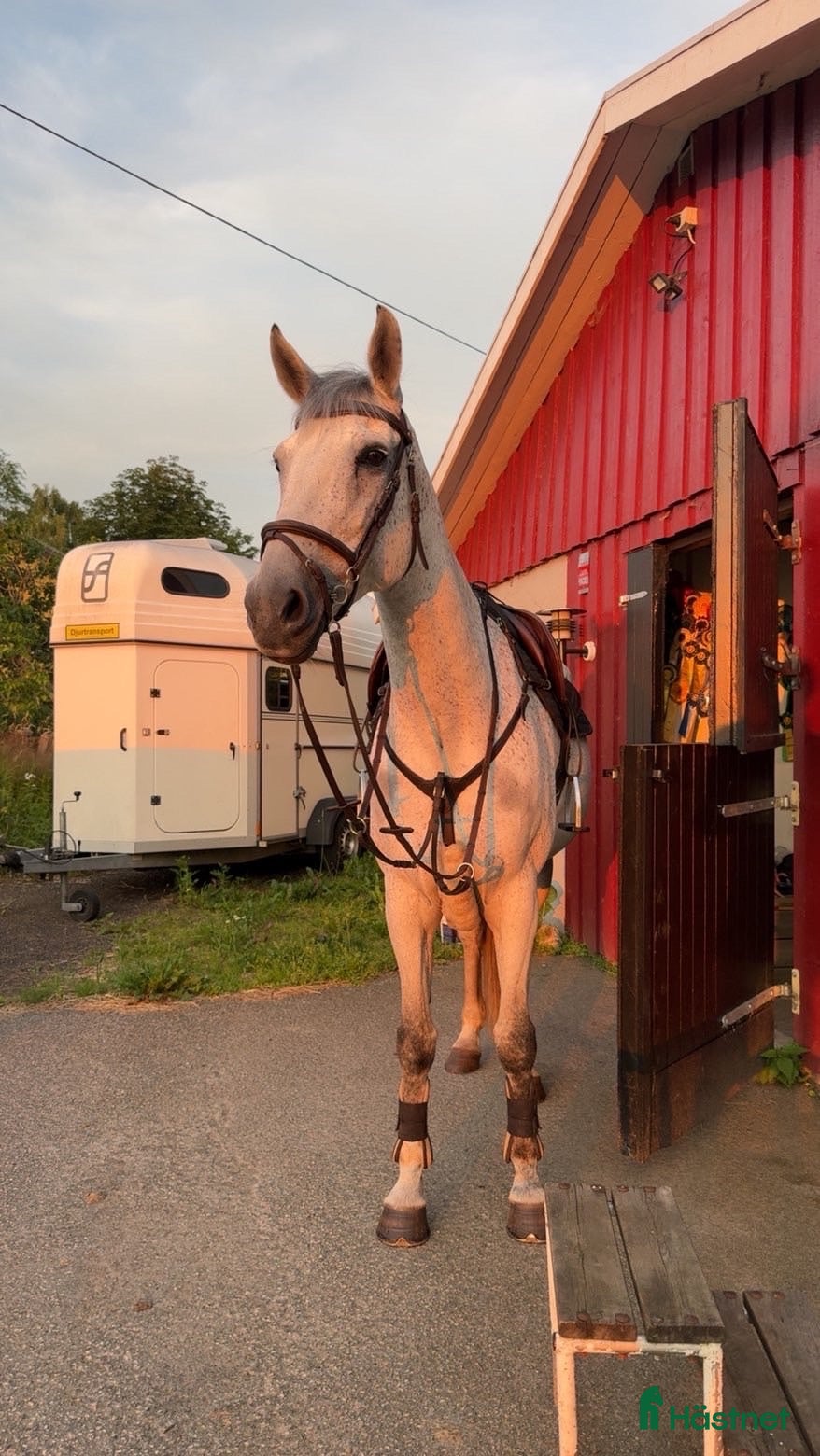  hästar En bra första storhäst! - Annons 2