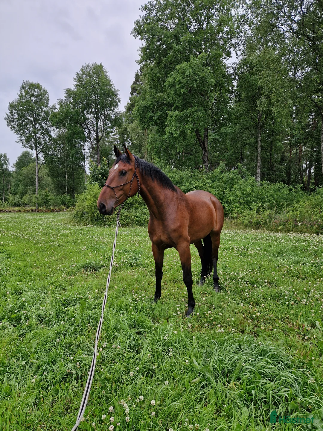 Allround hästar till salu: Stor och snäll valack säljes - Annons 2