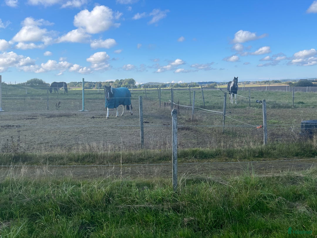  stallplats finnes: Lediga boxar i Grimeton - Annons 5