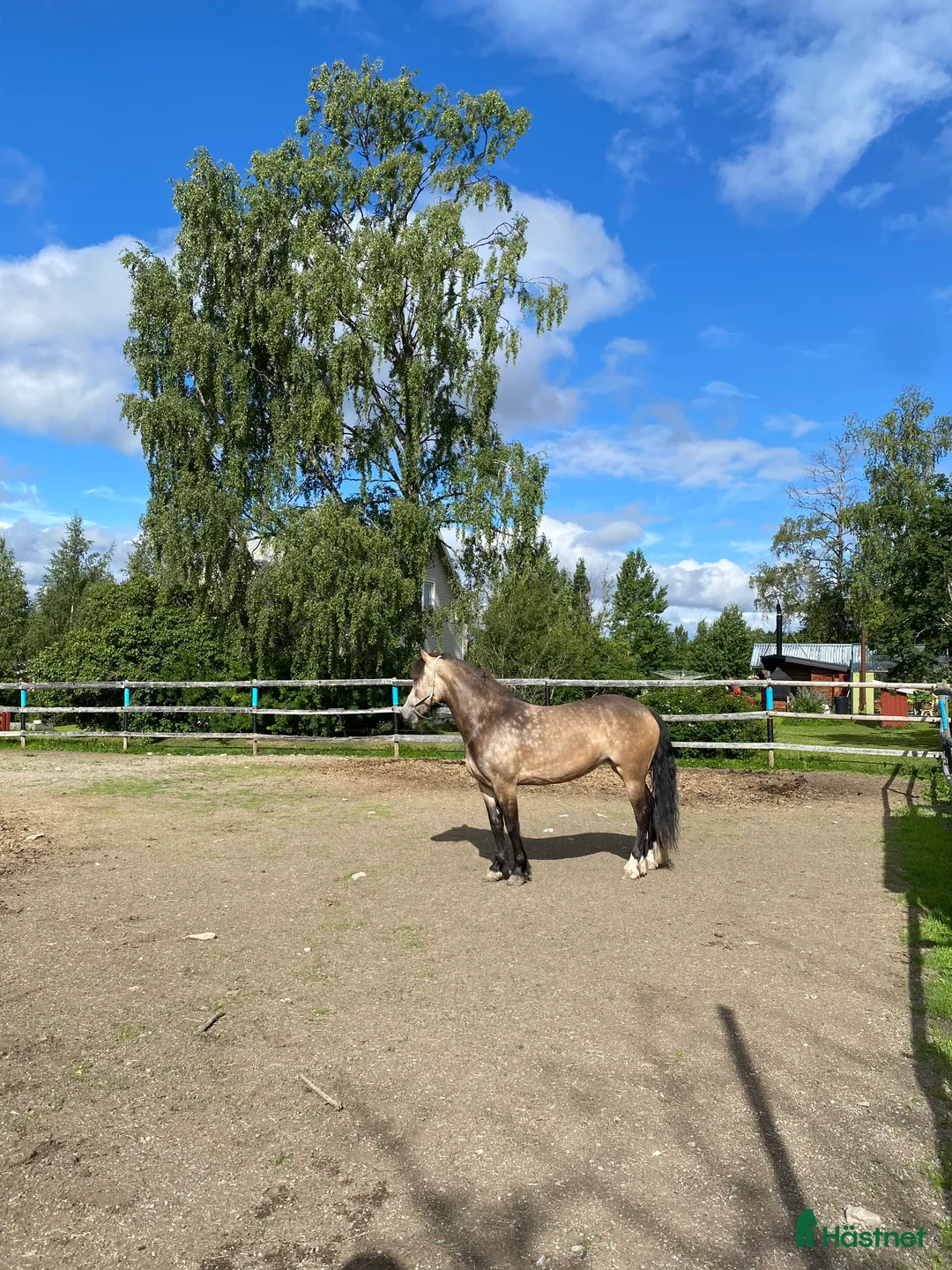Allround hästar till salu: Charmigt sto för ridning/körning  i Östersund - Annons 12