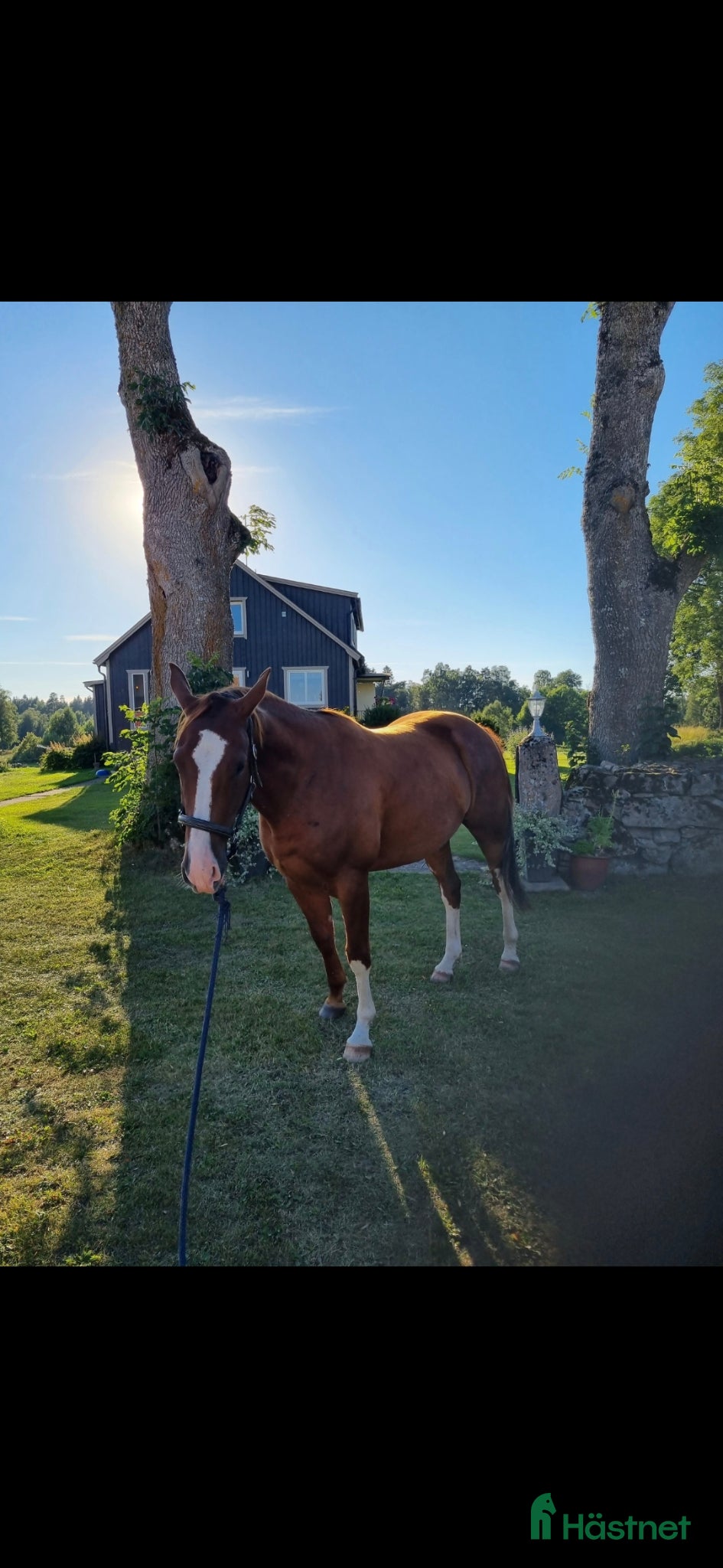  hästar Kille med stor personlighet! - Annons 1