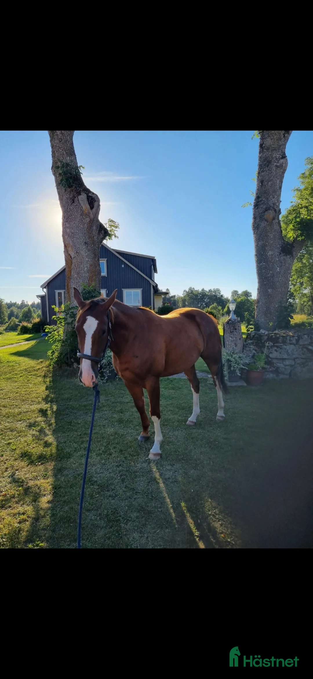 Western hästar till salu: Kille med stor personlighet! - Annons 1