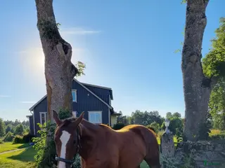 hästar Kille med stor personlighet! - Annons 1