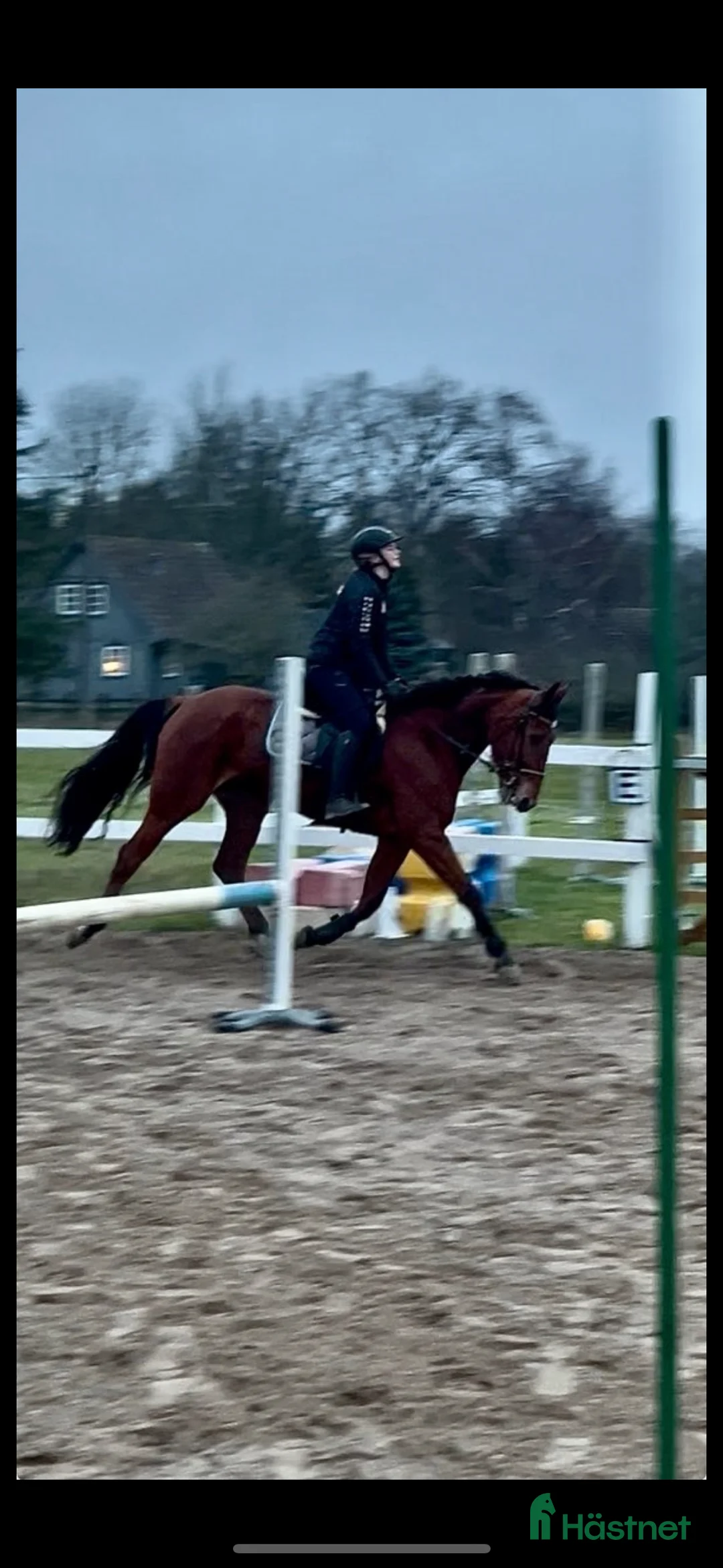 Allround hästar till salu: Märta i Visby - Annons 7