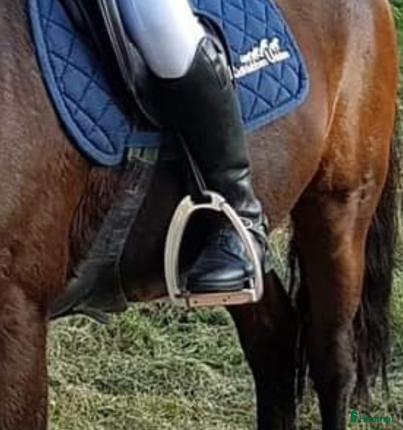 Stigbyglar hästutrustning Rosa tech stirrups dam - Annons 1