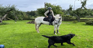  hästar i Göta - Annons 12