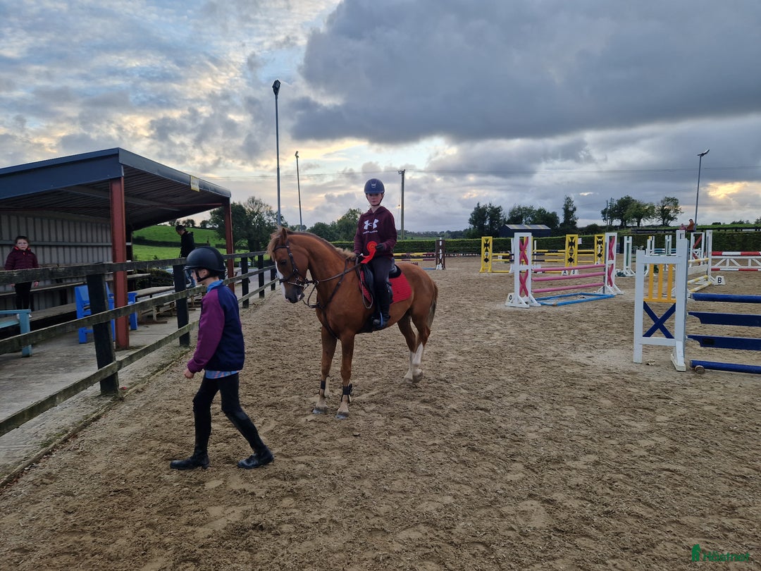 Dressyr hästar till salu: Super amazing pony i Göteborg - Annons 6